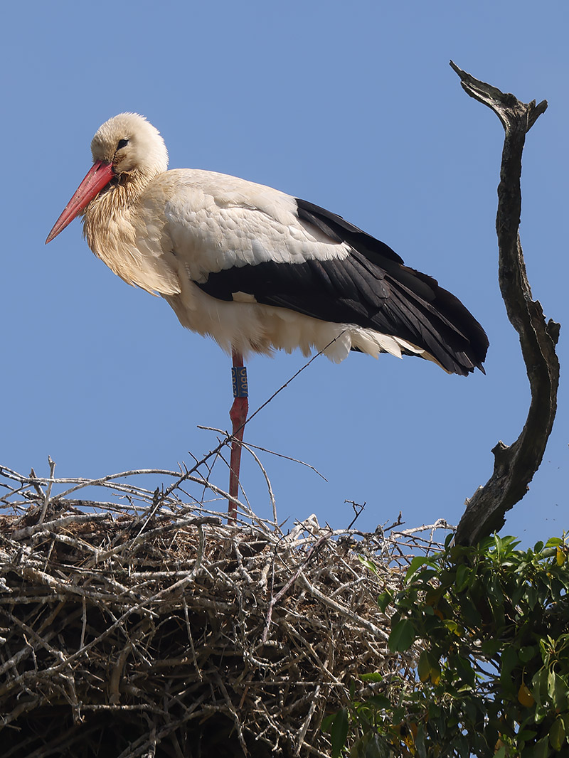 White stork